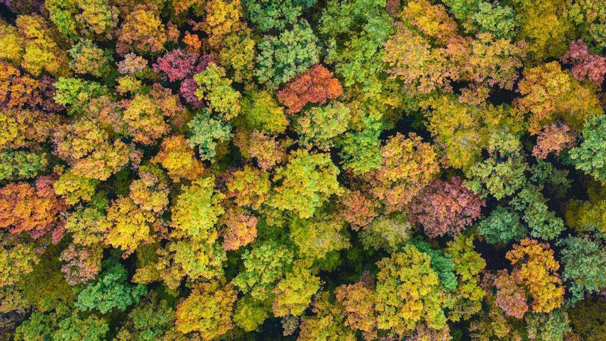 Wald von oben
