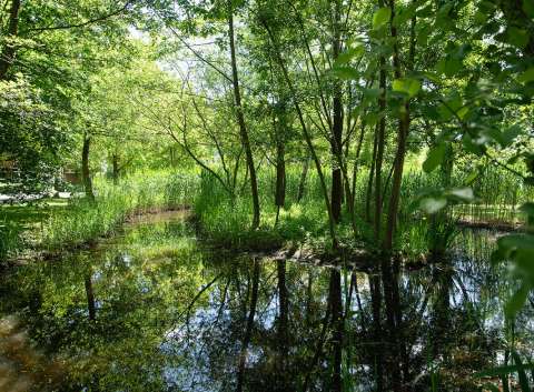 nature at DFS campus nature at DFS campus